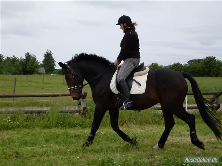Oldenborg Vestergaard´s Rafinel - mig og rafinel gang med tilridningen. billede 5
