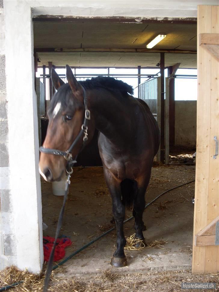 Oldenborg Vestergaard´s Rafinel billede 9