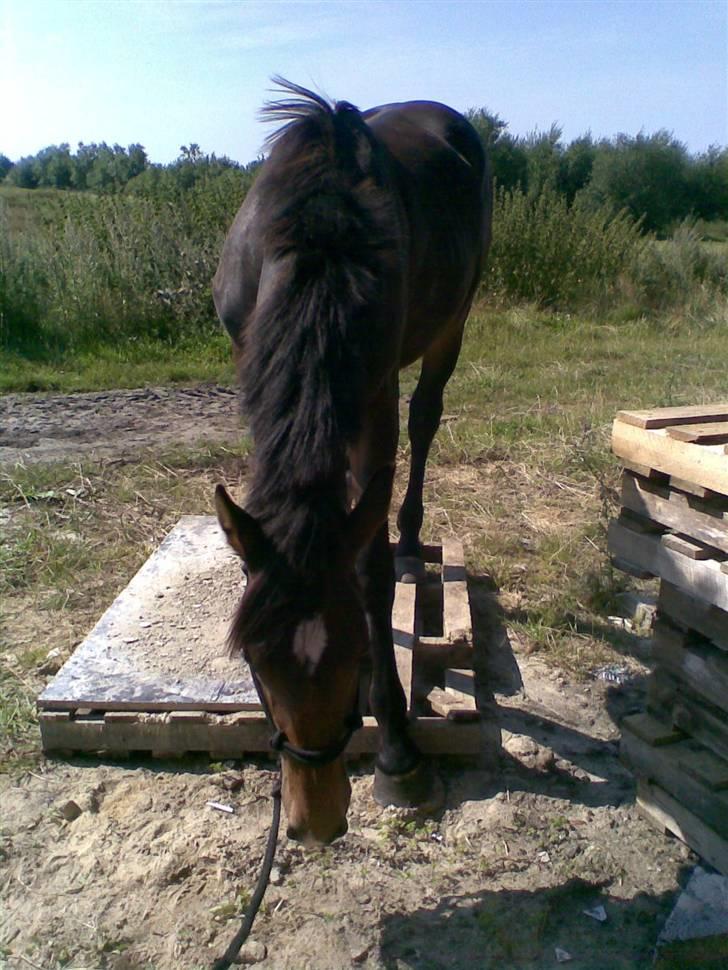 Oldenborg Vestergaard´s Rafinel - Jeg kan gå op på en palle billede 12