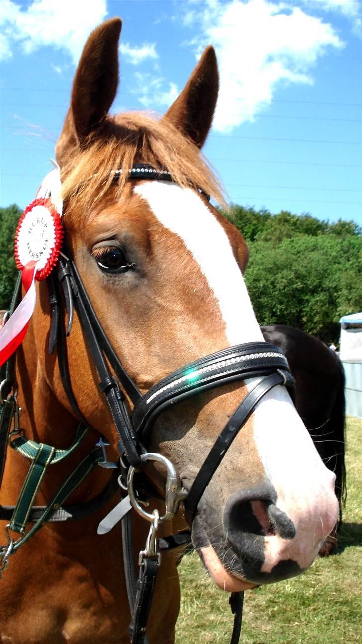 Frederiksborg <3 Lotte (Krone 1) <3 - Hurup dyrskue 2008 23.point + ærespræmie.. :] billede 7