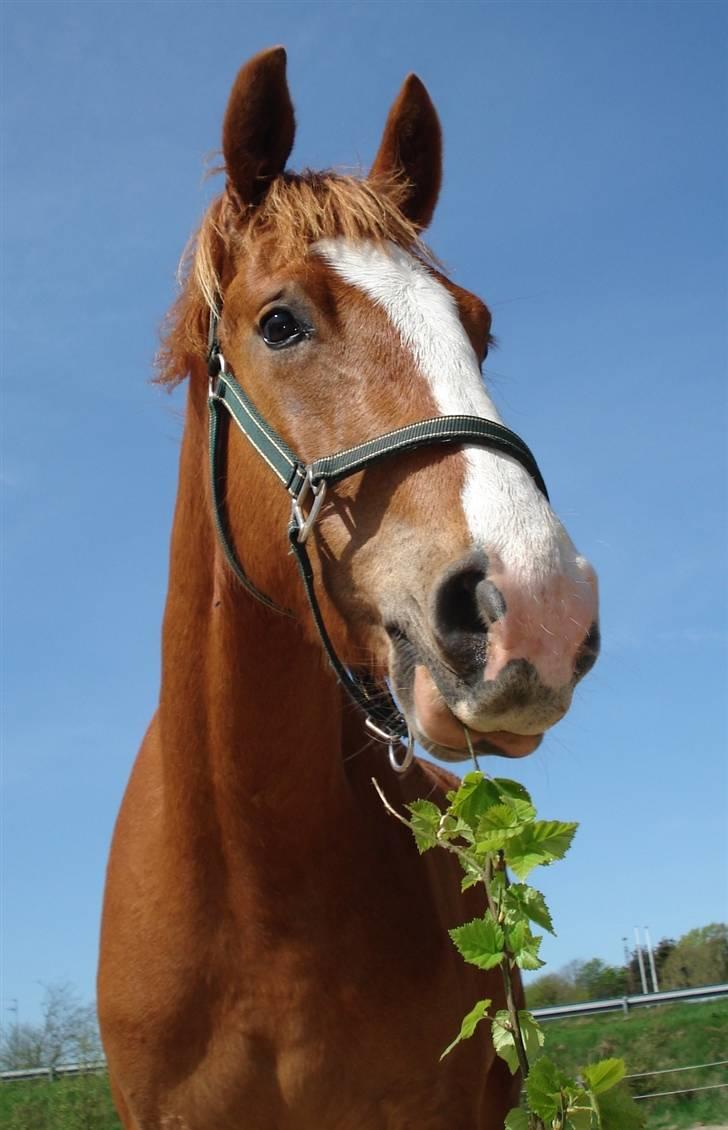 Frederiksborg <3 Lotte (Krone 1) <3 billede 11