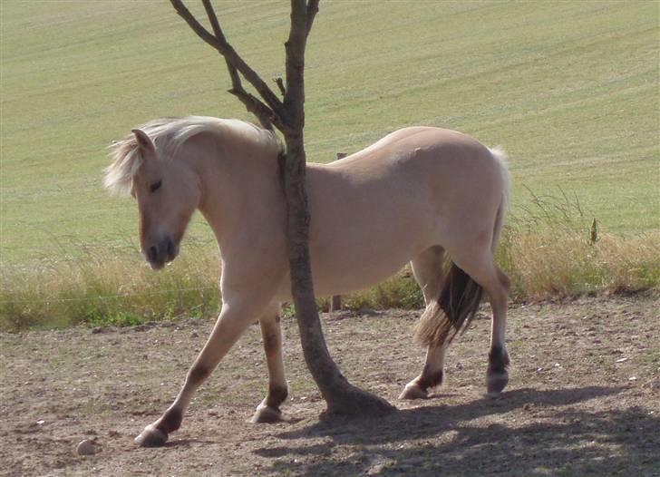 Fjordhest Tøsen - Tøsen billede 11