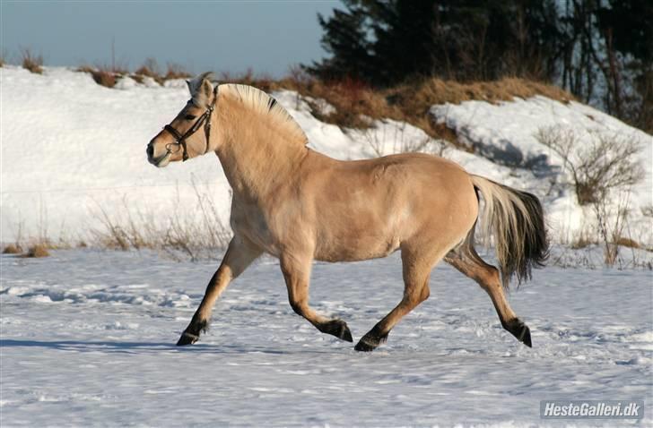 Fjordhest Tøsen - Fotograf Røsle Dyre billede 12