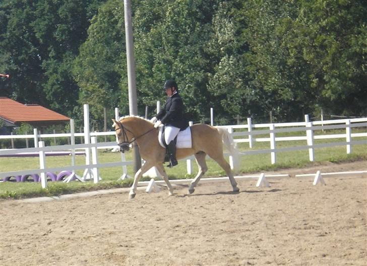 Haflinger Stakato billede 8