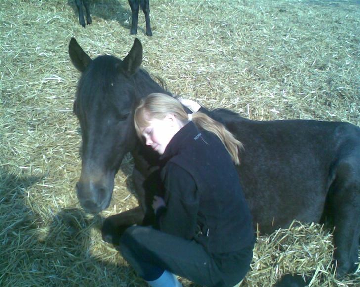 Arabisk fuldblod (OX) Shaheen (SOLGT)<33 - varm sommerdag. billede 11