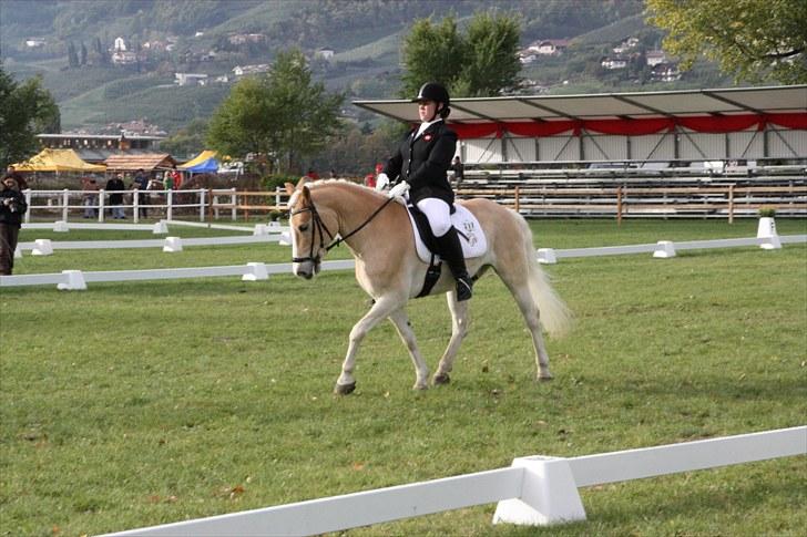 Haflinger Stakato billede 10