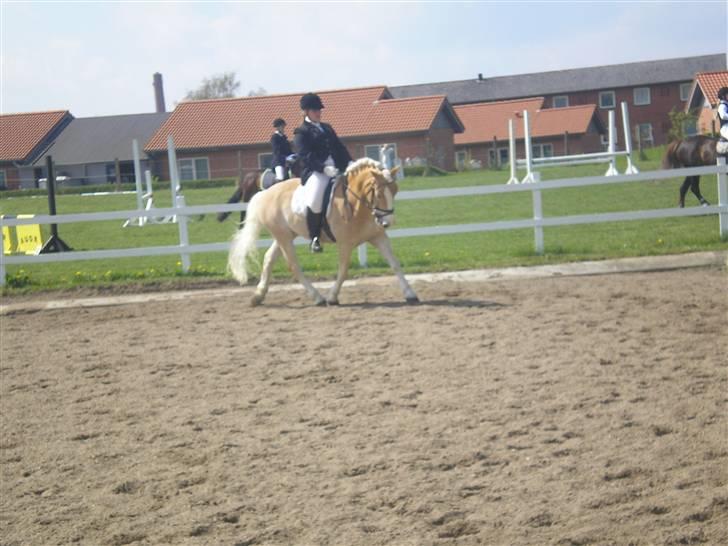 Haflinger Stakato billede 11