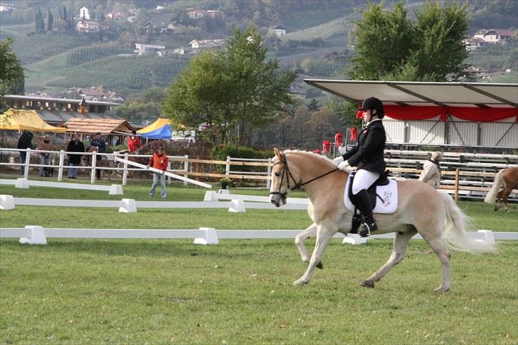 Haflinger Stakato billede 12