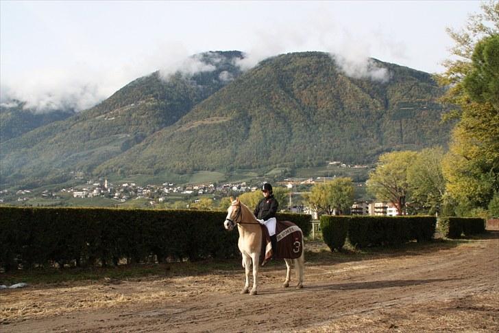 Haflinger Stakato billede 13