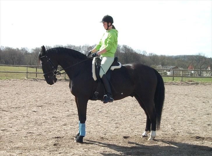 Dansk Varmblod Zigval - Aalestrup Naturefterskole billede 2