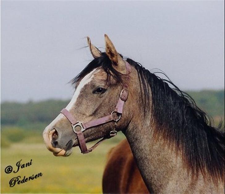 Arabisk fuldblod (OX) Mujallin (Solgt) - Mujallin som mindre billede 4