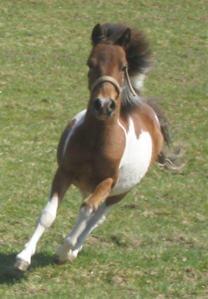 Pinto Lillesø's Molly  - Lille Molly! billede 1