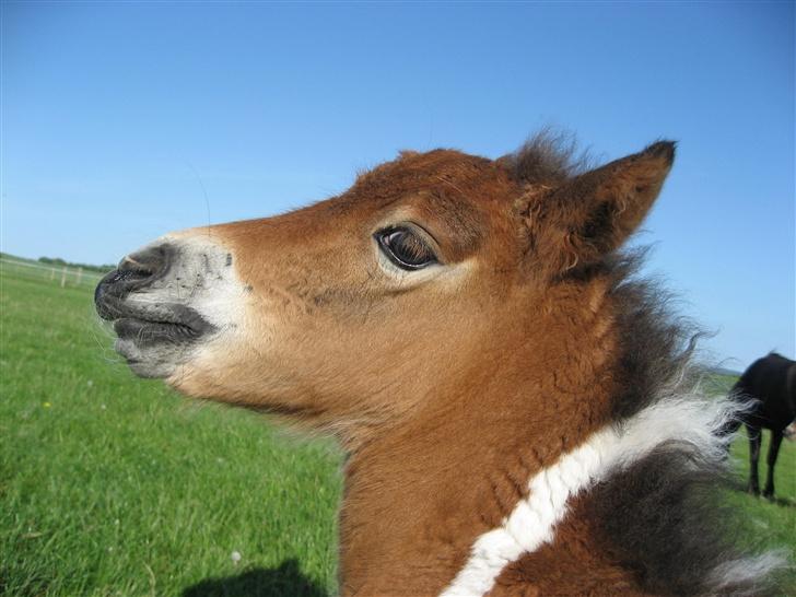 Pinto Lillesø's Molly  - Ja, det klør lige der. billede 2