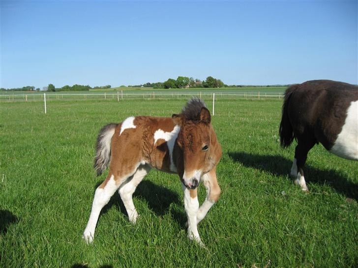 Pinto Lillesø's Molly  - Hvad sker der der over?? billede 3