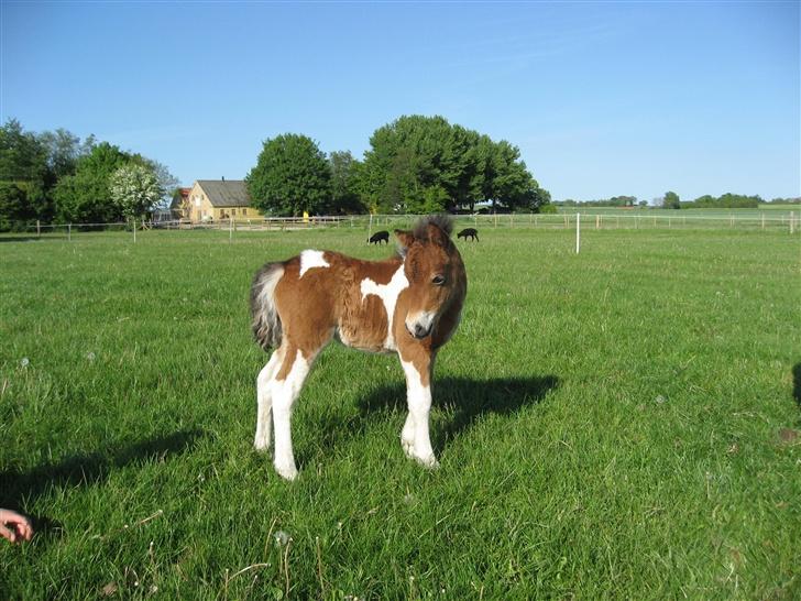 Pinto Lillesø's Molly  - Jeg er såå smuk! billede 4