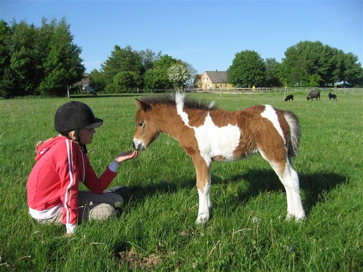 Pinto Lillesø's Molly  - Har du noget spænende? billede 5