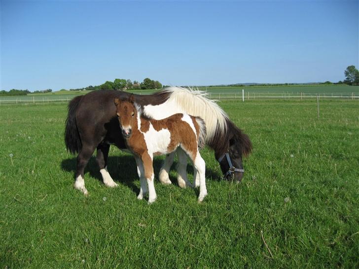 Pinto Lillesø's Molly  - Mig og mor. billede 6