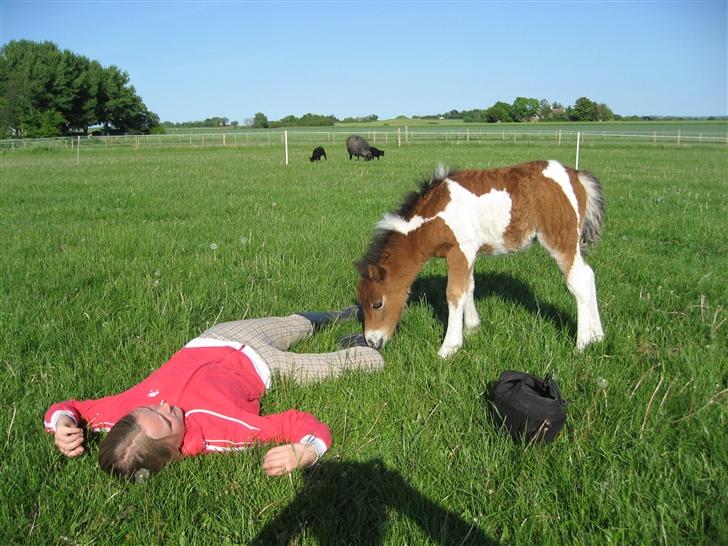 Pinto Lillesø's Molly  - Hvad laver du? billede 7