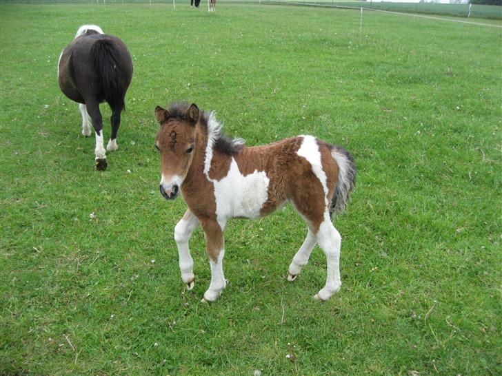 Pinto Lillesø's Molly  - Jeg kommer nu! billede 8