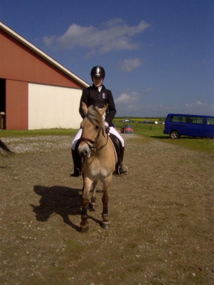 Fjordhest Majken - venter på jeg skal ind op springe Derbutant i Ranum billede 16
