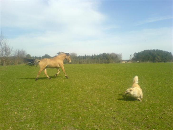 Anden særlig race lukas - min hund leger med lukas billede 19