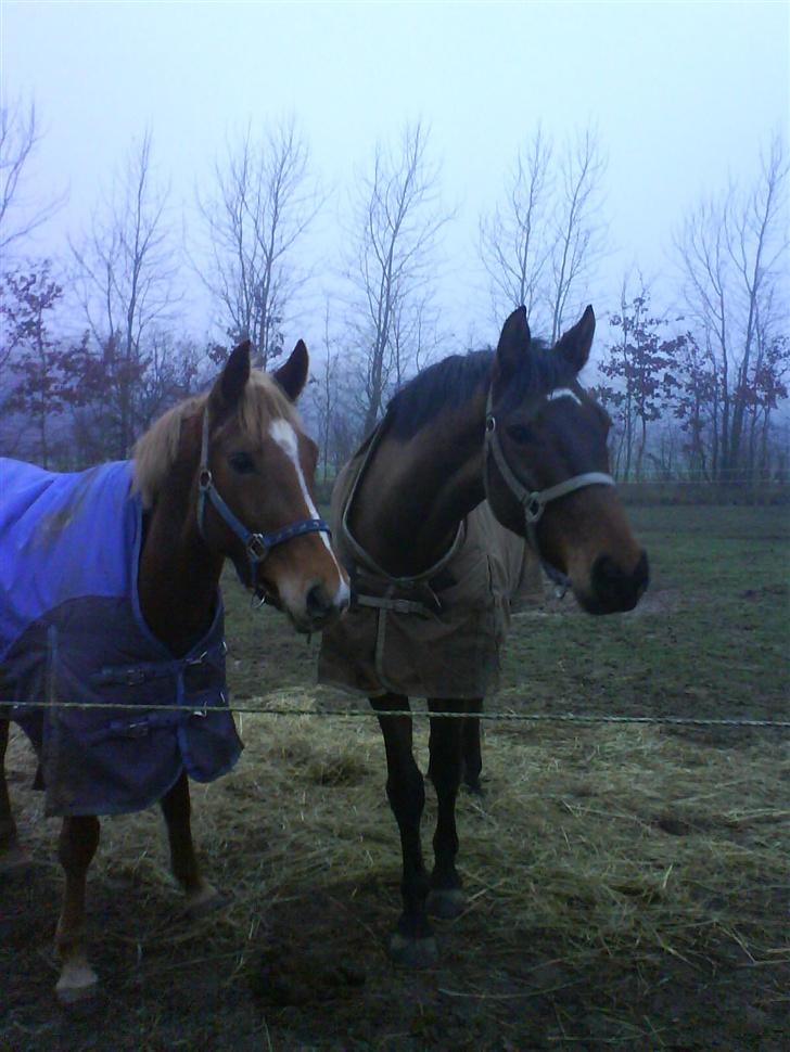 Appaloosa S. van de lorkeershoeve - Sequoia og Lamse på fold billede 6
