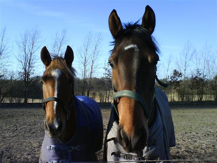 Appaloosa S. van de lorkeershoeve - Sequoia og Lancelot på fold billede 7