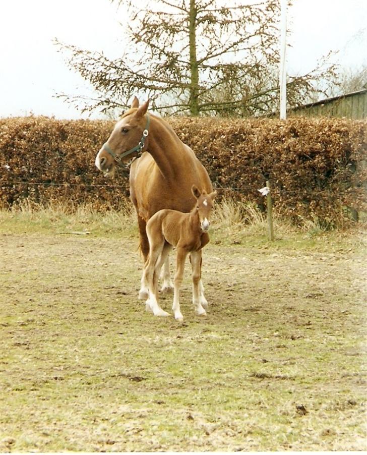 Frederiksborg lindevangs ferbienne - ja her er jeg så lige på fold med min mor ca 12 timer gammel billede 6