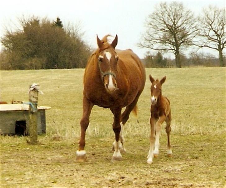 Frederiksborg lindevangs ferbienne - se hvor flot jeg kan løbe sammen med min mor  ca 12 timer gammel billede 7