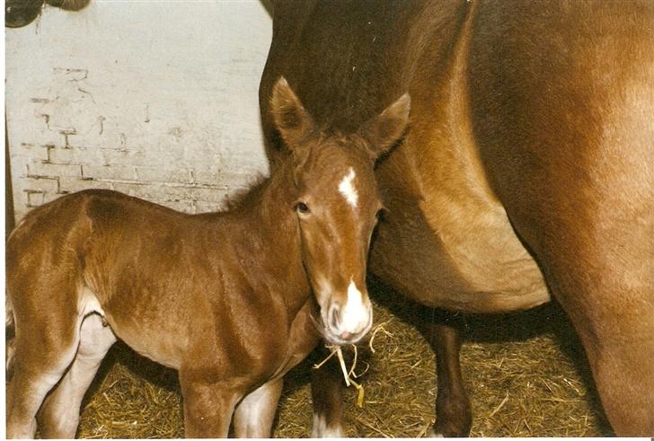 Frederiksborg lindevangs ferbienne - her er jeg lige kommet op at stå så jeg er lidt vakkelvorgen billede 9