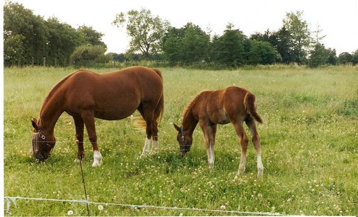Frederiksborg lindevangs ferbienne - på fold med mor billede 10