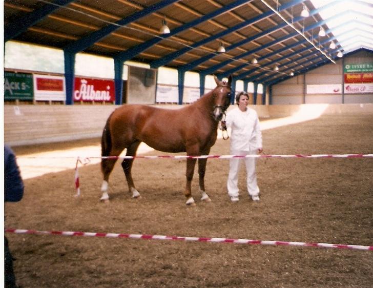 Frederiksborg lindevangs ferbienne - her er jeg 2 år og på skue og fik 8-8-8-8-8 i helhed, min ejer er meget stolt billede 11