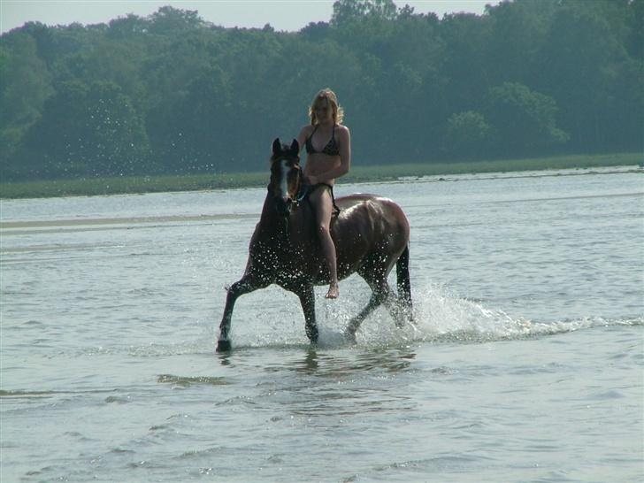 New Forest Oudelands Turbo - d.28/5 Foto MF billede 6