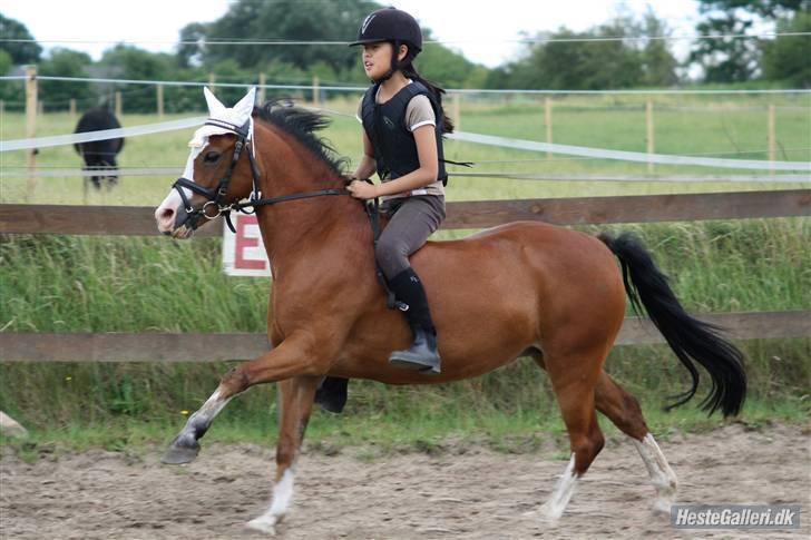 Welsh Pony af Cob-type (sec C) Hip Hop - Jaja da, vi kan ogs´ uden saddel? hihi billede 16