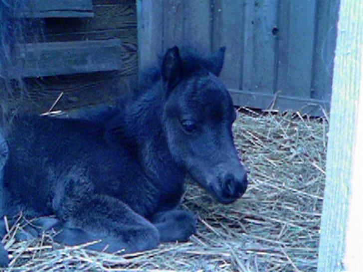 Shetlænder Elvis (SOLGT 2007 :'() billede 1