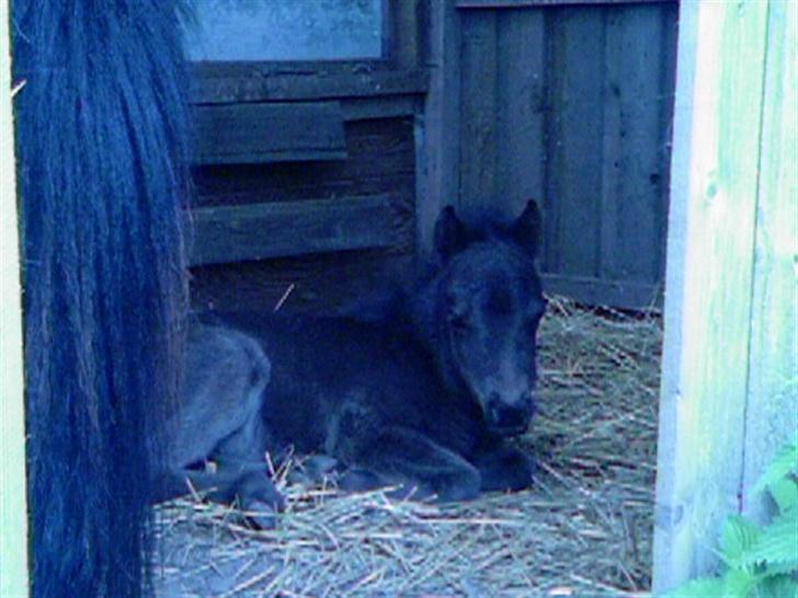 Shetlænder Elvis (SOLGT 2007 :'() billede 2