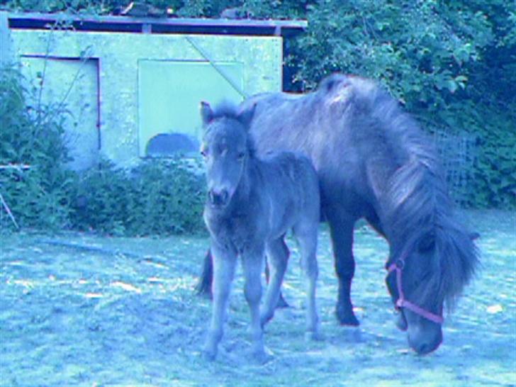 Shetlænder Elvis (SOLGT 2007 :'() billede 3