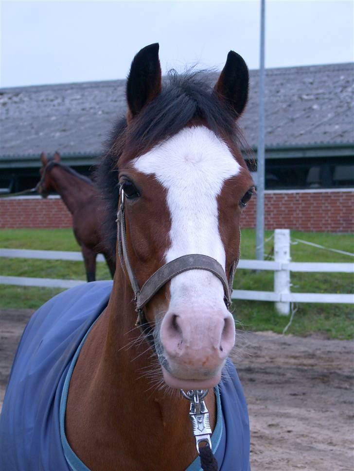 Welsh Pony af Cob-type (sec C) Hip Hop - Så fin hun er! billede 17