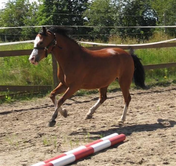 Welsh Pony af Cob-type (sec C) Hip Hop - Weeeeee!! billede 19