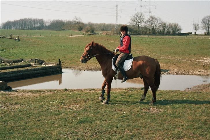 Anden særlig race Baloo - Til terrænspringningskursus i åbenrå, sprang 90 cm fast den dag :D billede 5