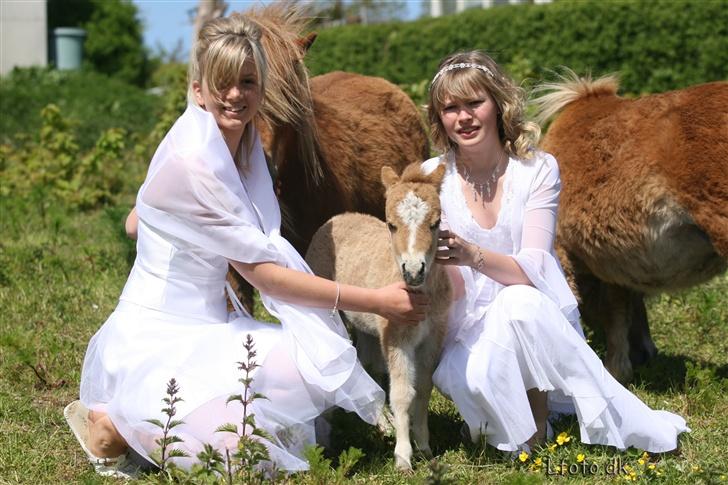 Shetlænder ejendoms bob SOLGT - mig og marianne sammen med bob til vores konfirmation. d: billede 19