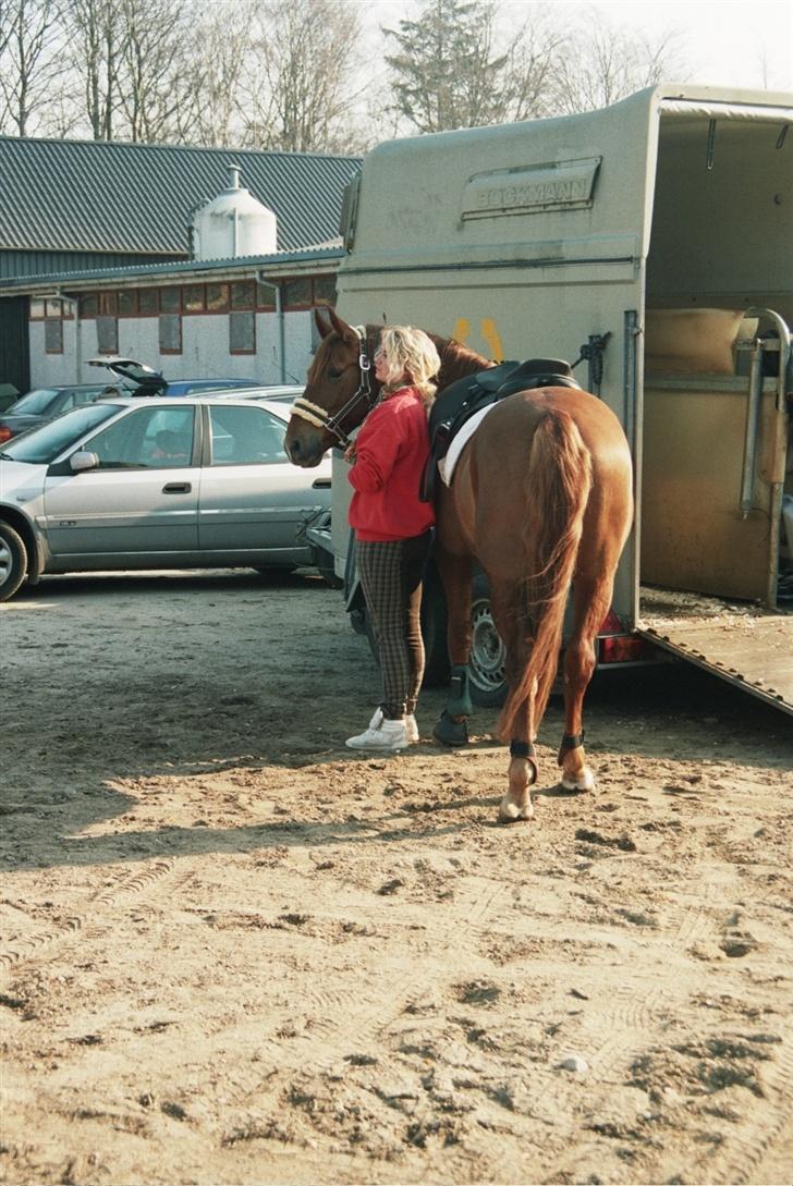 Anden særlig race Baloo - Til terrænspringningskursus i åbenrå, ved traileren :P billede 6