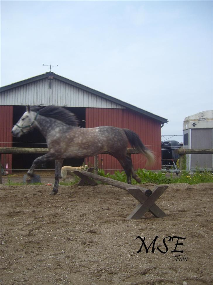 Connemara Hedegårdens Peter pan - Hopla <3 billede 12