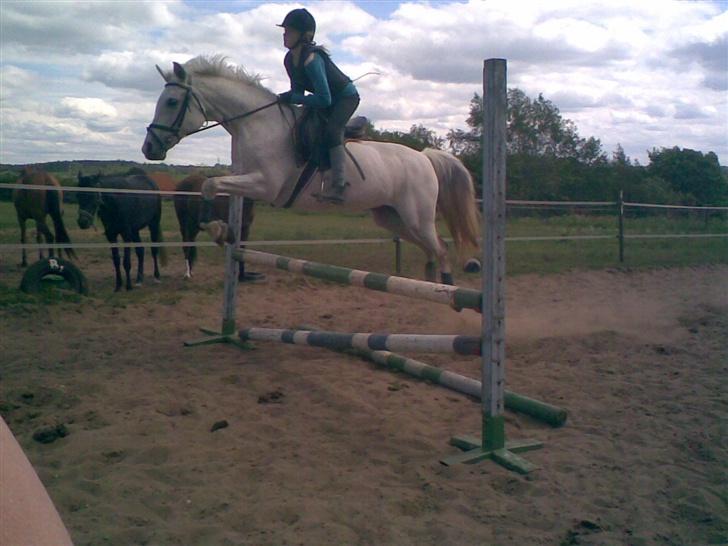 Arabisk fuldblod (OX) Djill Ann - Springer 70-80 cm. billede 1