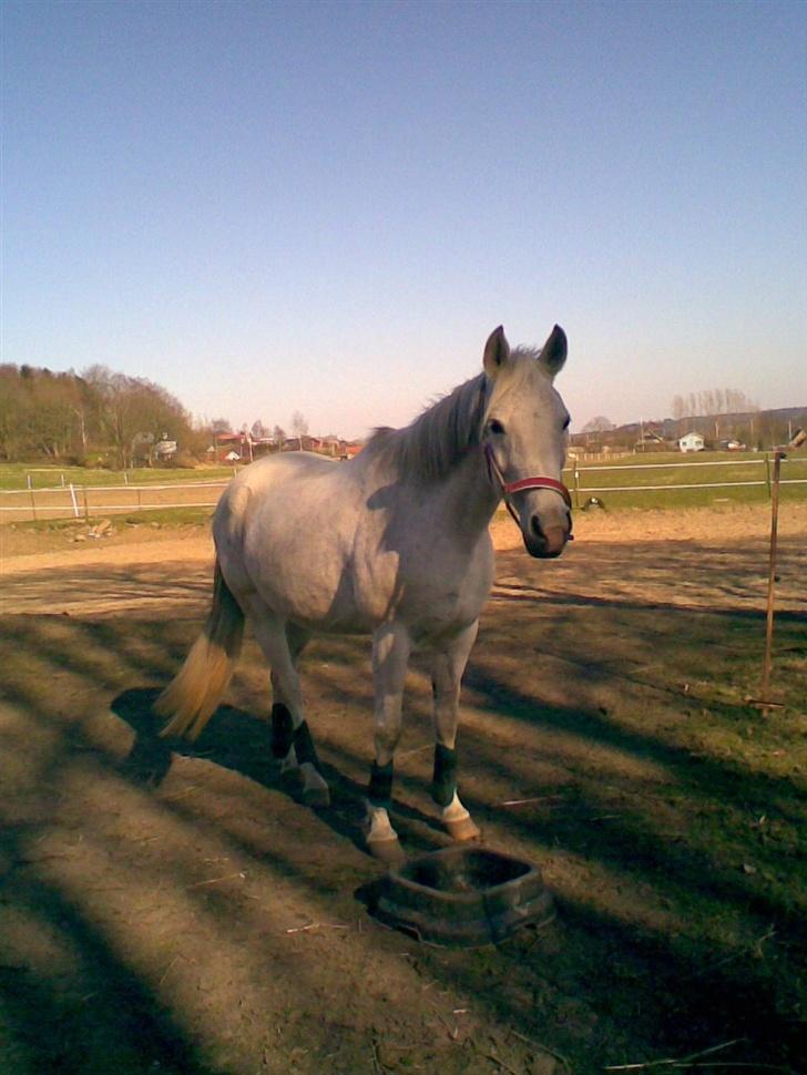 Arabisk fuldblod (OX) Djill Ann - Er lige blevet færdig med springning billede 2