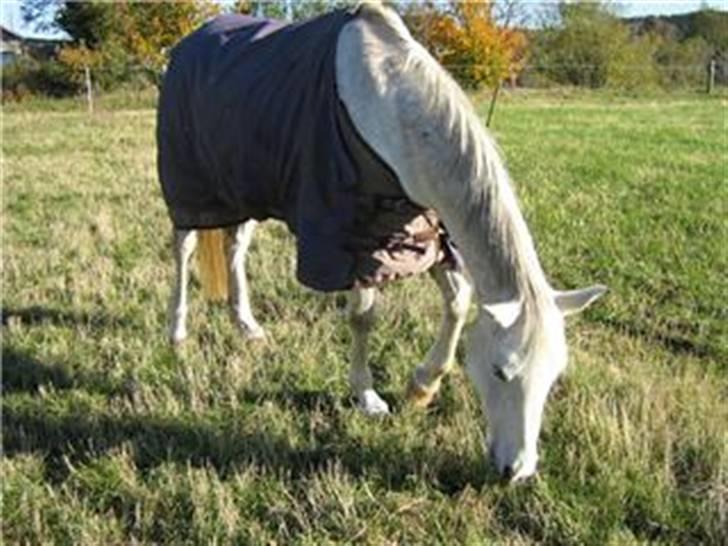 Arabisk fuldblod (OX) Djill Ann - I efterårs-ferien. Græs! billede 3