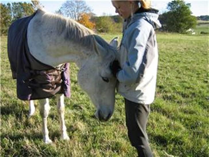 Arabisk fuldblod (OX) Djill Ann - I efterårs-ferien. Klør sig billede 4