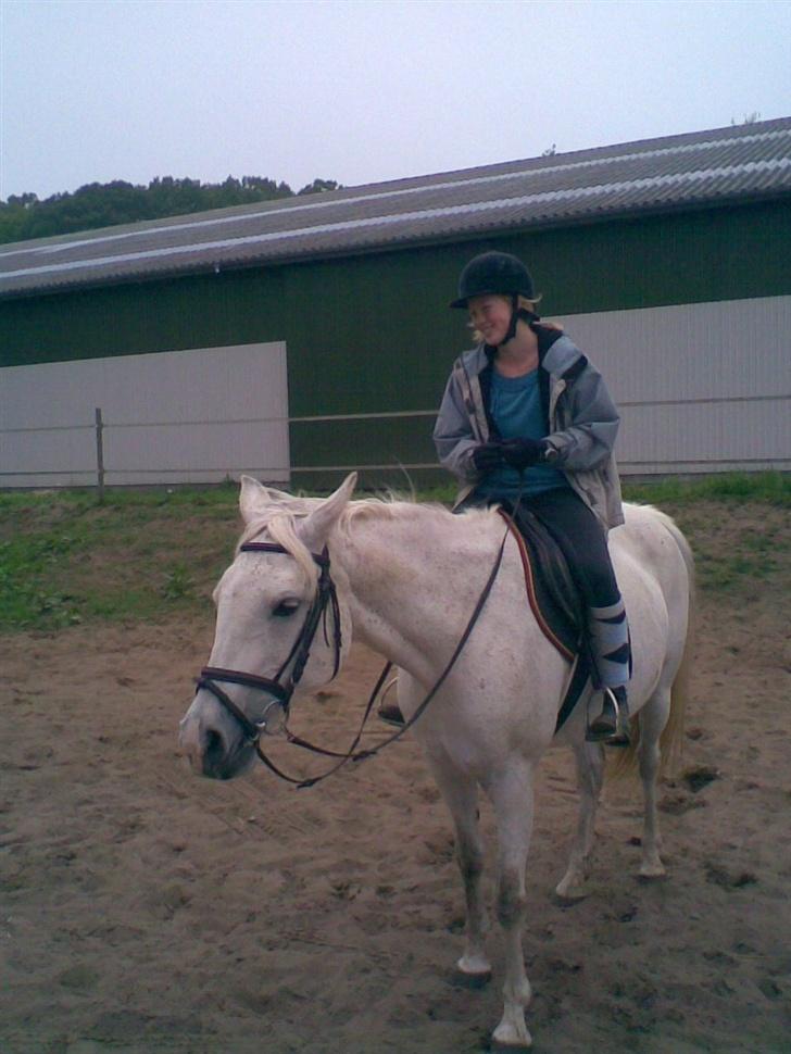 Arabisk fuldblod (OX) Djill Ann - snakker. billede 5