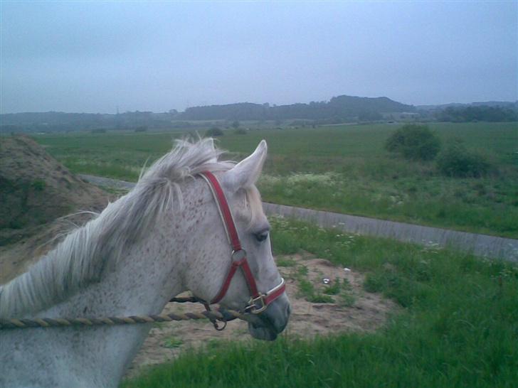 Arabisk fuldblod (OX) Djill Ann - på vej ned til engen. billede 6