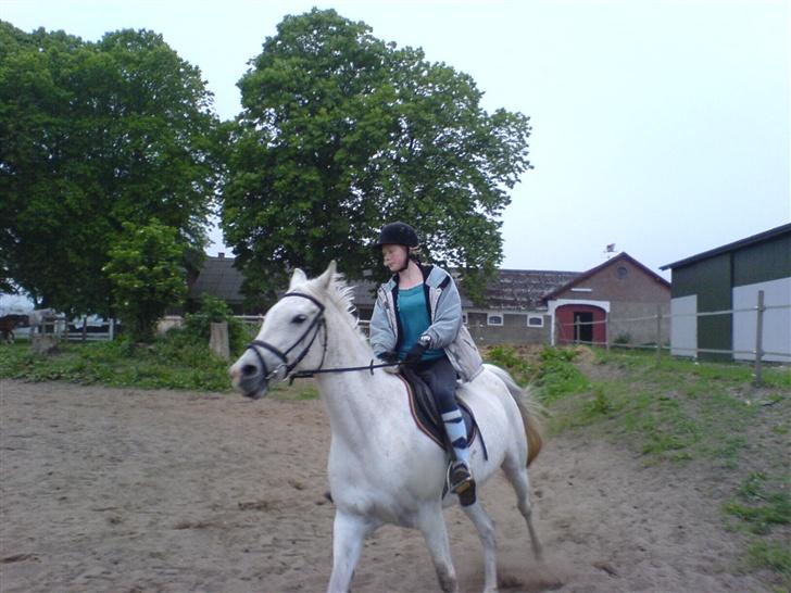 Arabisk fuldblod (OX) Djill Ann - Galopere (nægter at gå ned!) (hihi) billede 7